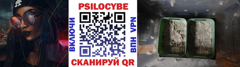 дарк нет как зайти Жуков Псилоцибиновые грибы мухоморы закладка